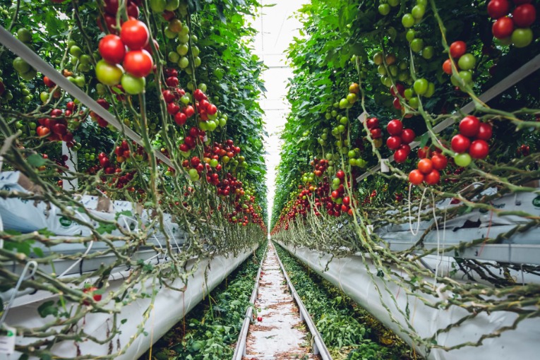 Urban farming fruit vines