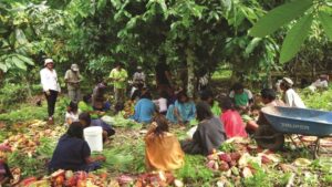 cacao harvest